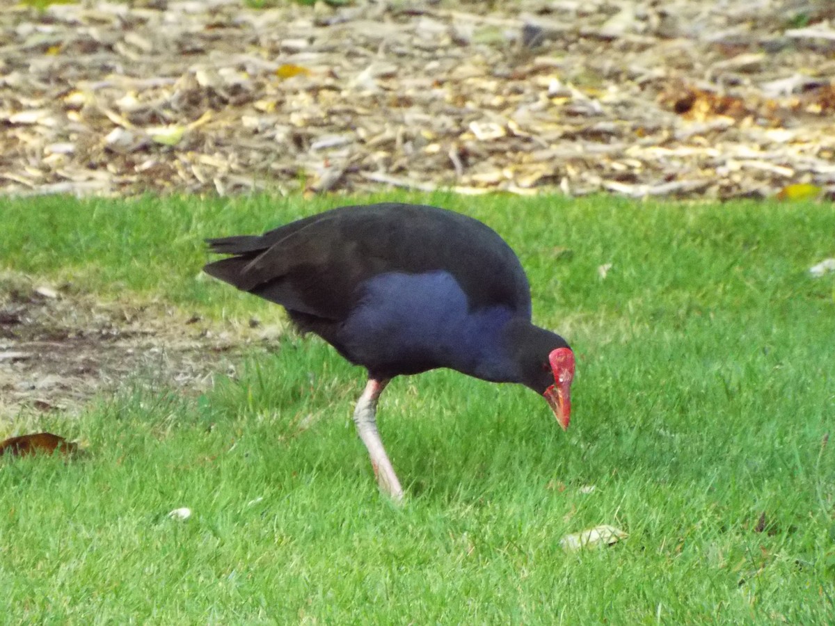 Australasian Swamphen - ML613115574