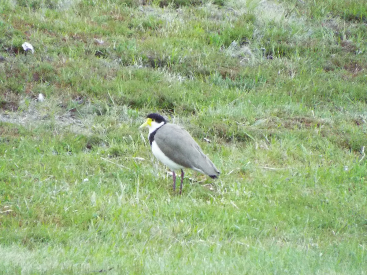 Masked Lapwing - ML613115592