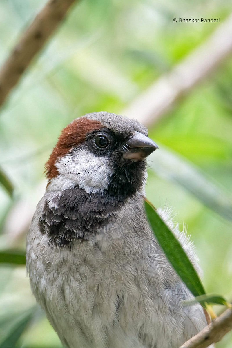 House Sparrow - ML613115609