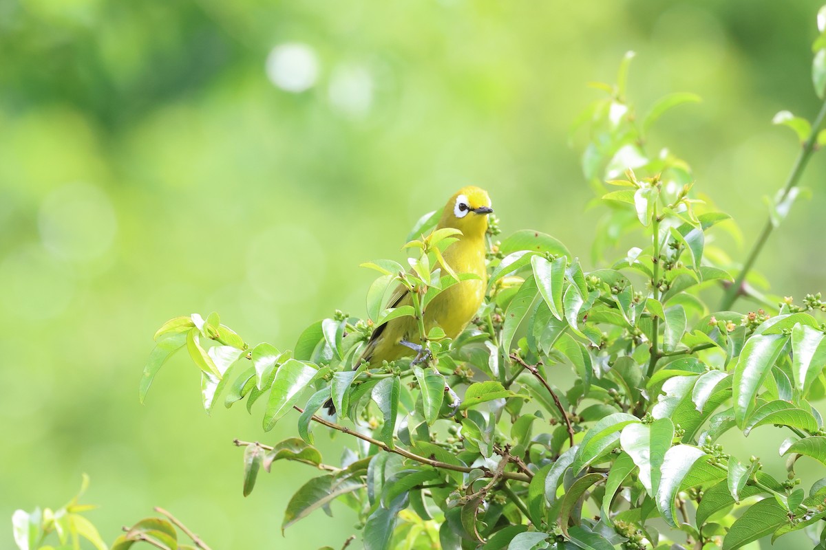 Mbulu White-eye - David González Ortega