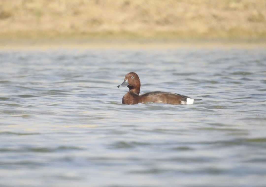 Ferruginous Duck - ML613115640