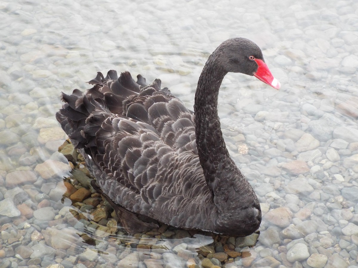 Black Swan - ML613115729