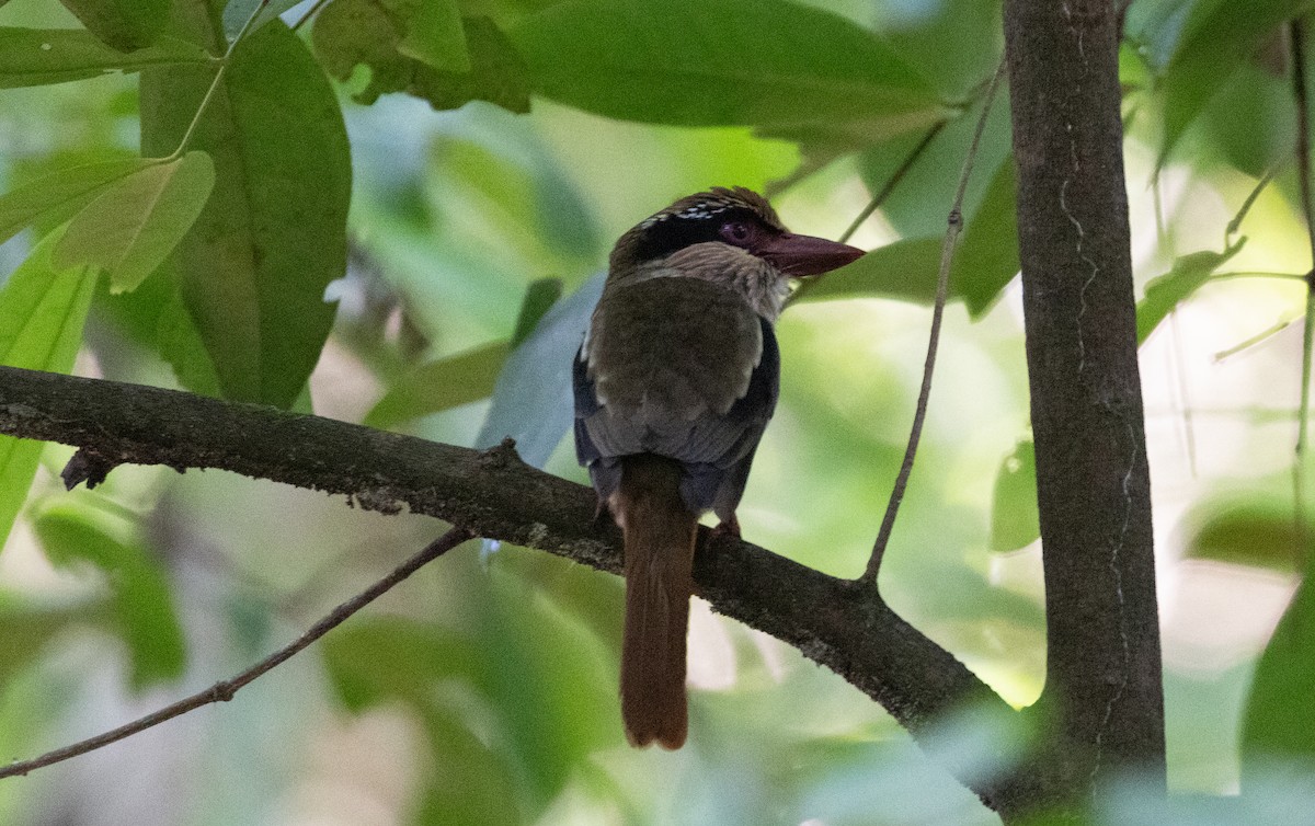 Sulawesi Lilac Kingfisher - ML613115731