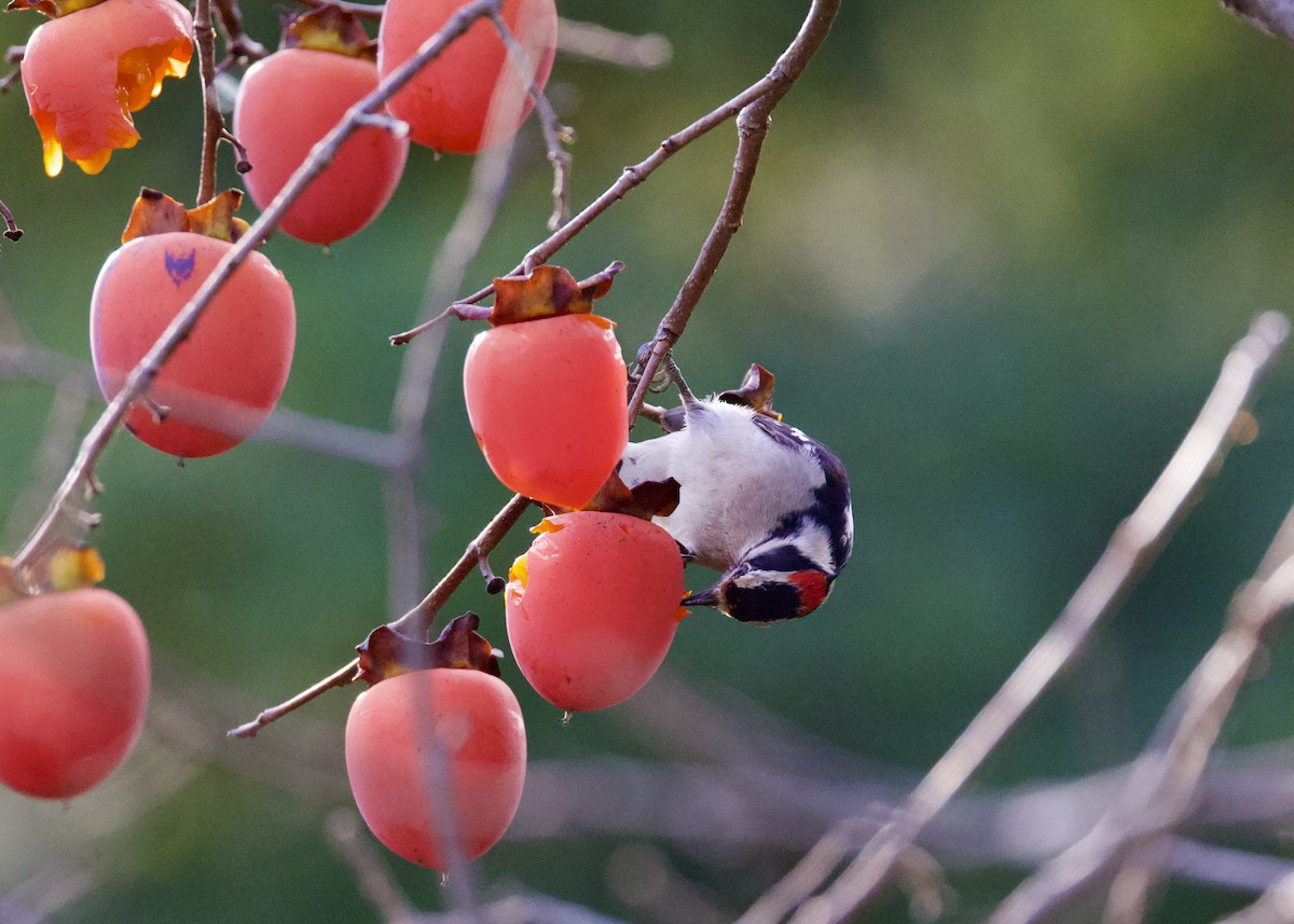 Downy Woodpecker - ML613115779