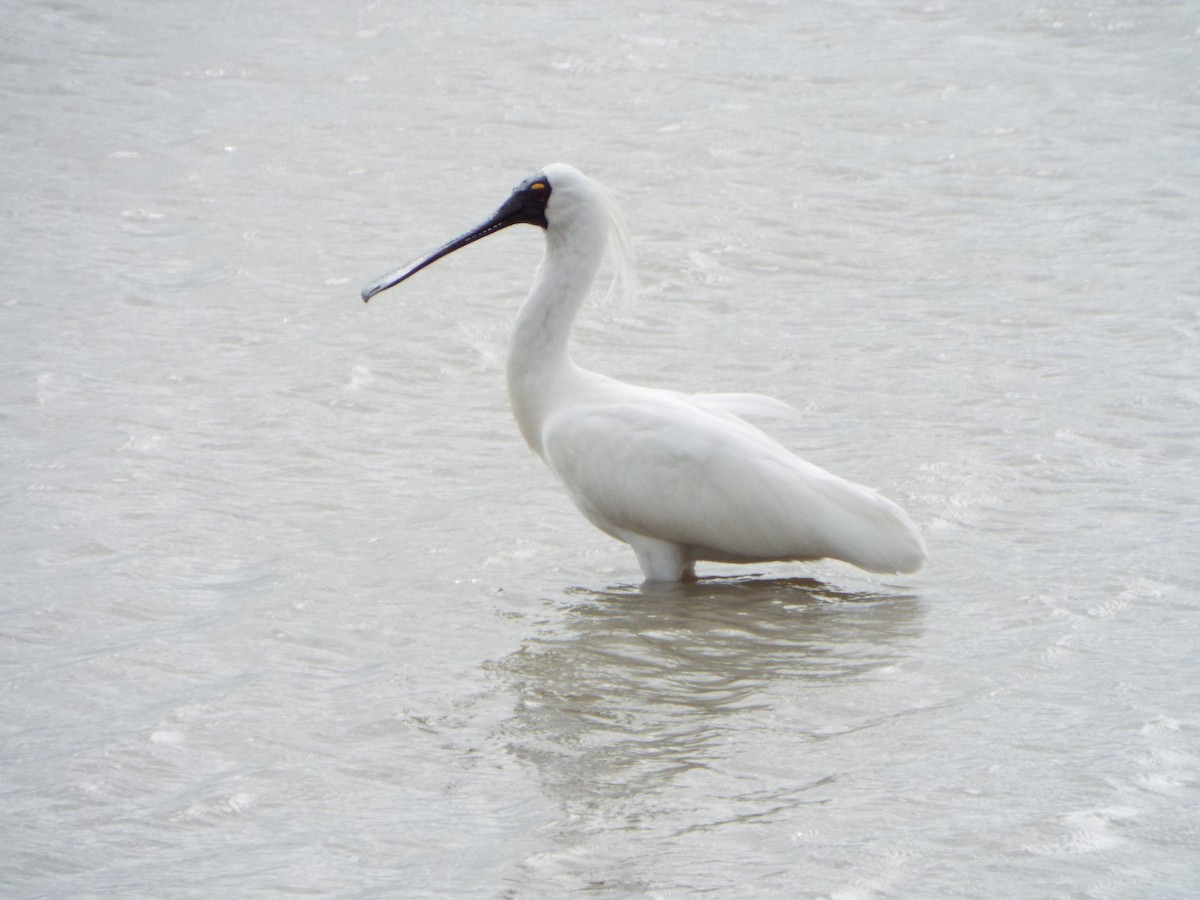 Royal Spoonbill - ML613115781