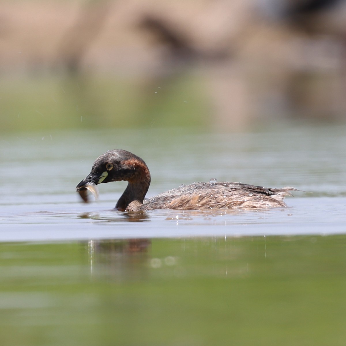 Australasian Grebe - ML613115841