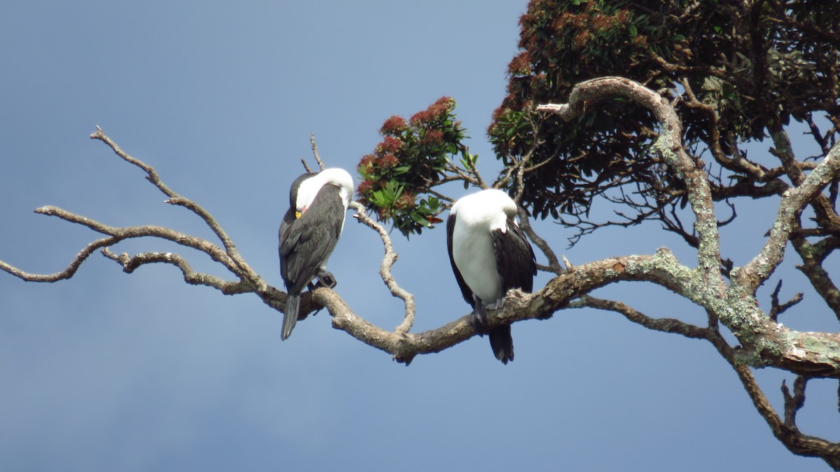 Cormorán Pío - ML613115889