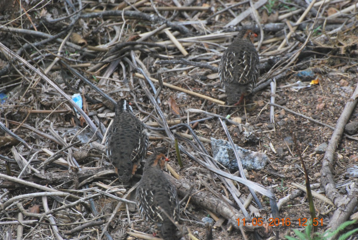 Painted Bush-Quail - ML613115924