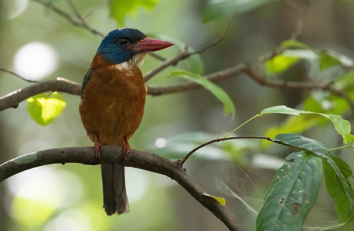 Green-backed Kingfisher (Blue-headed) - ML613115925