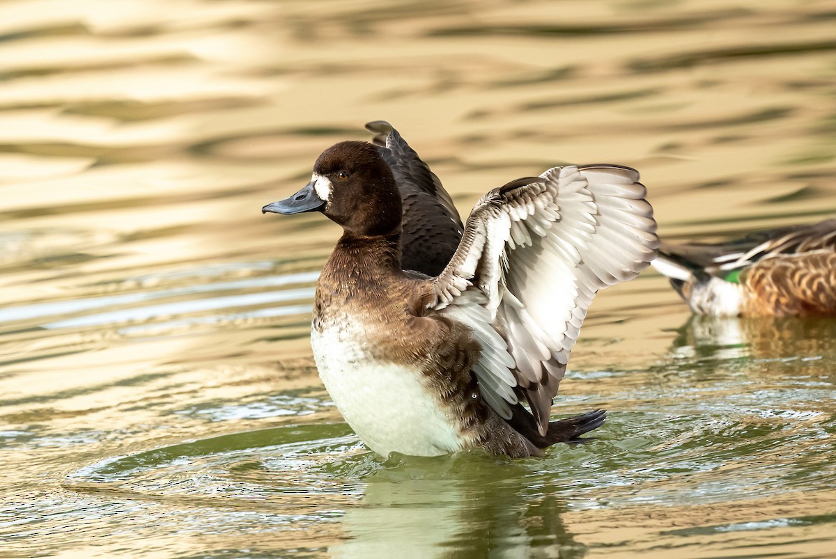 Lesser Scaup - ML613115950