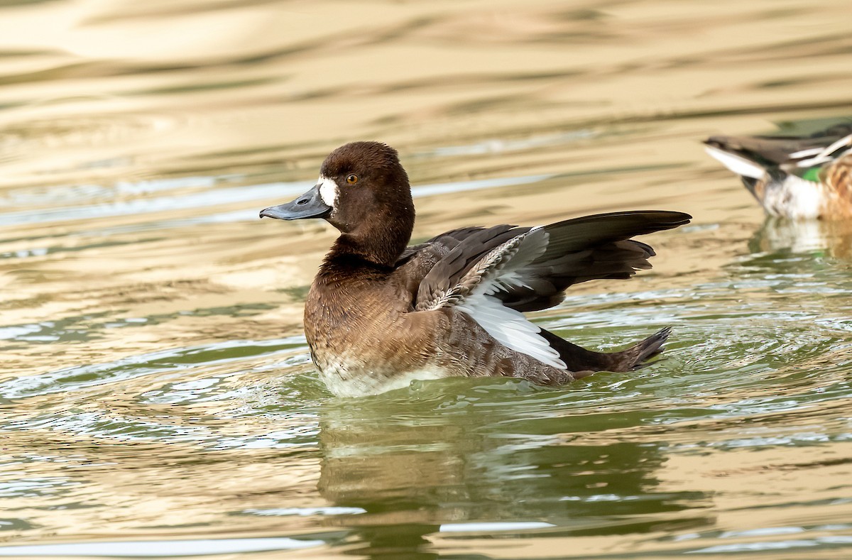 Lesser Scaup - ML613115951