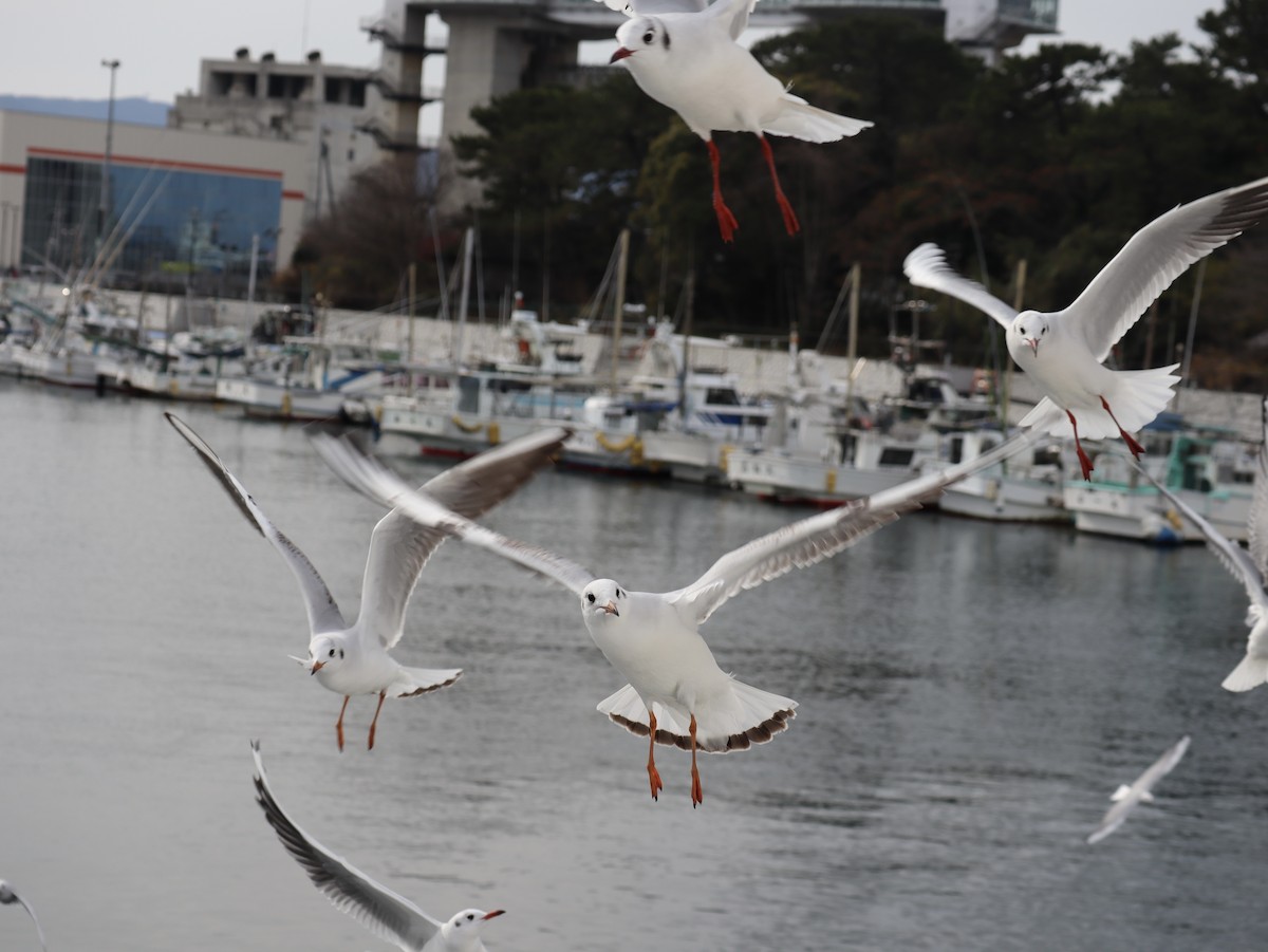 Black-headed Gull - ML613116008