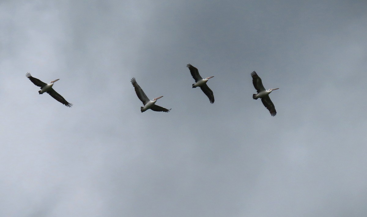 Australian Pelican - ML613116018