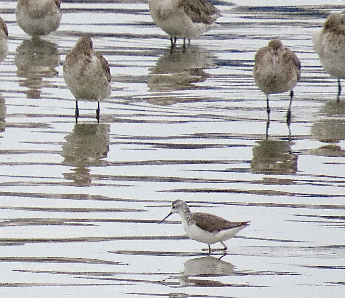 Marsh Sandpiper - ML613116046