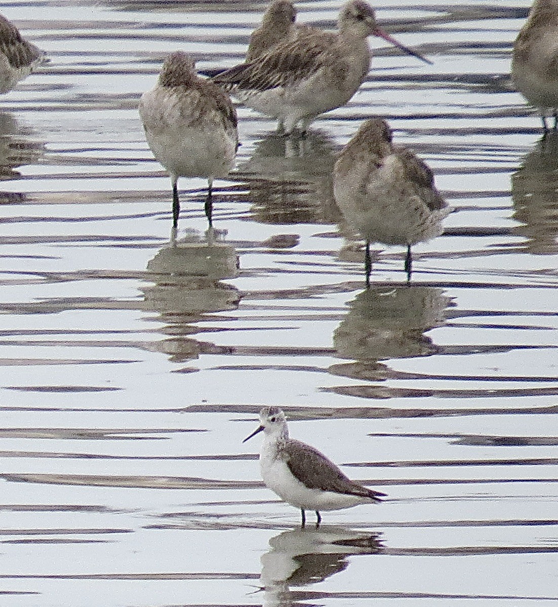 Marsh Sandpiper - ML613116047