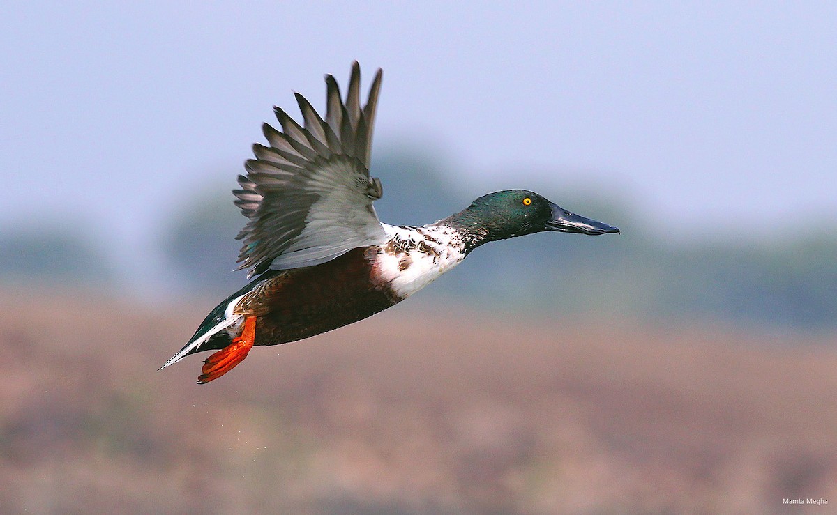 Northern Shoveler - ML613116073