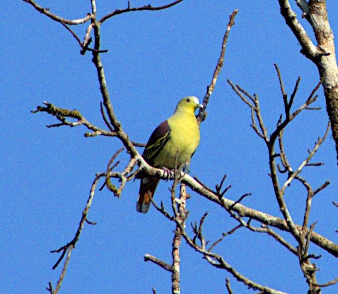 Gray-fronted Green-Pigeon - ML613116084