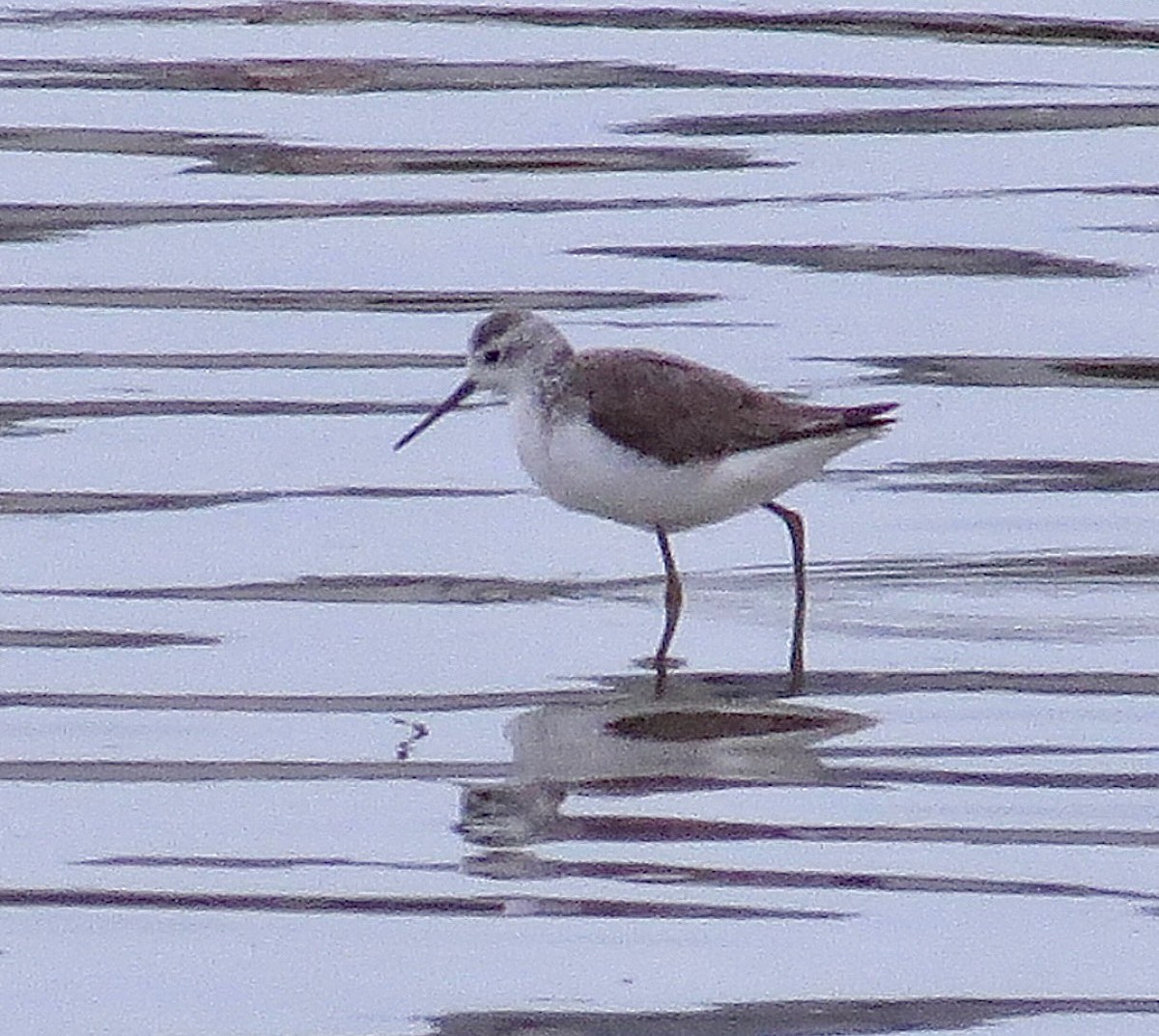 Marsh Sandpiper - ML613116123