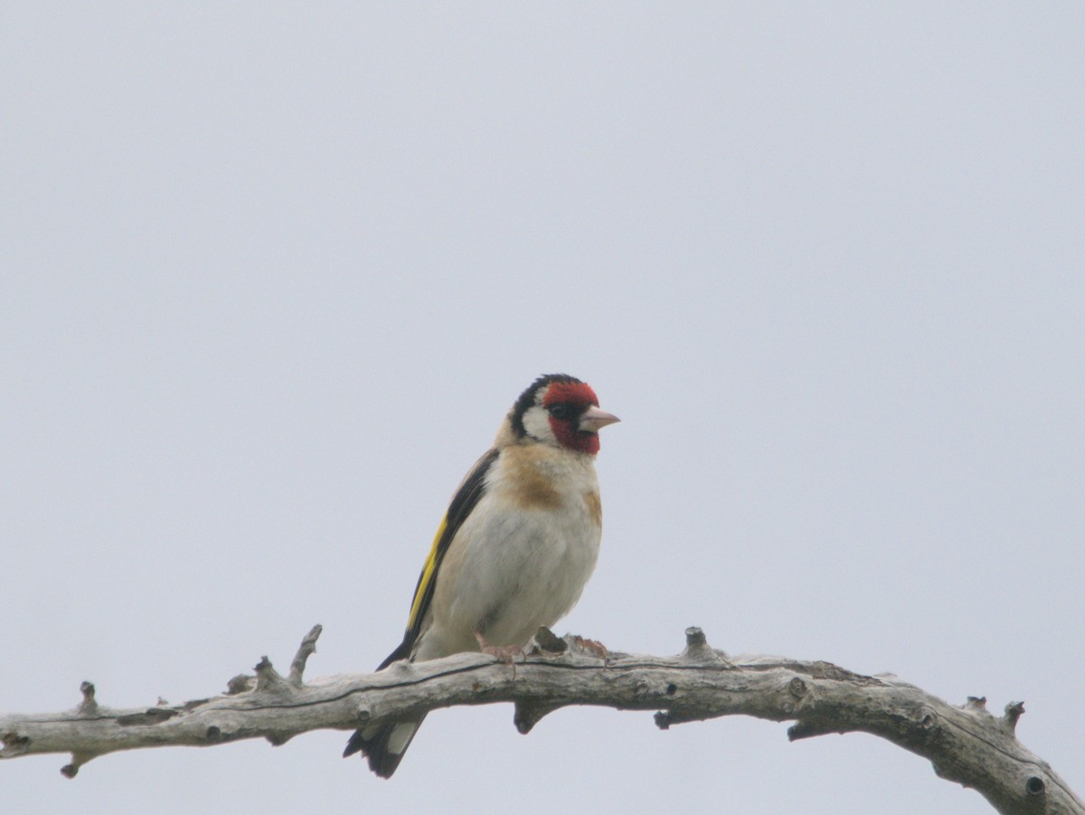 European Goldfinch - ML613116132