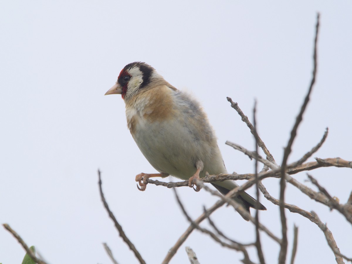 European Goldfinch - Sabyasachi Banerjee