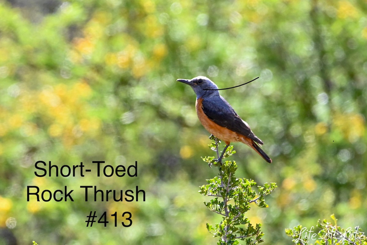 Short-toed Rock-Thrush - ML613116202