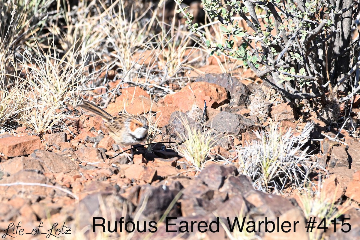 Rufous-eared Warbler - ML613116205