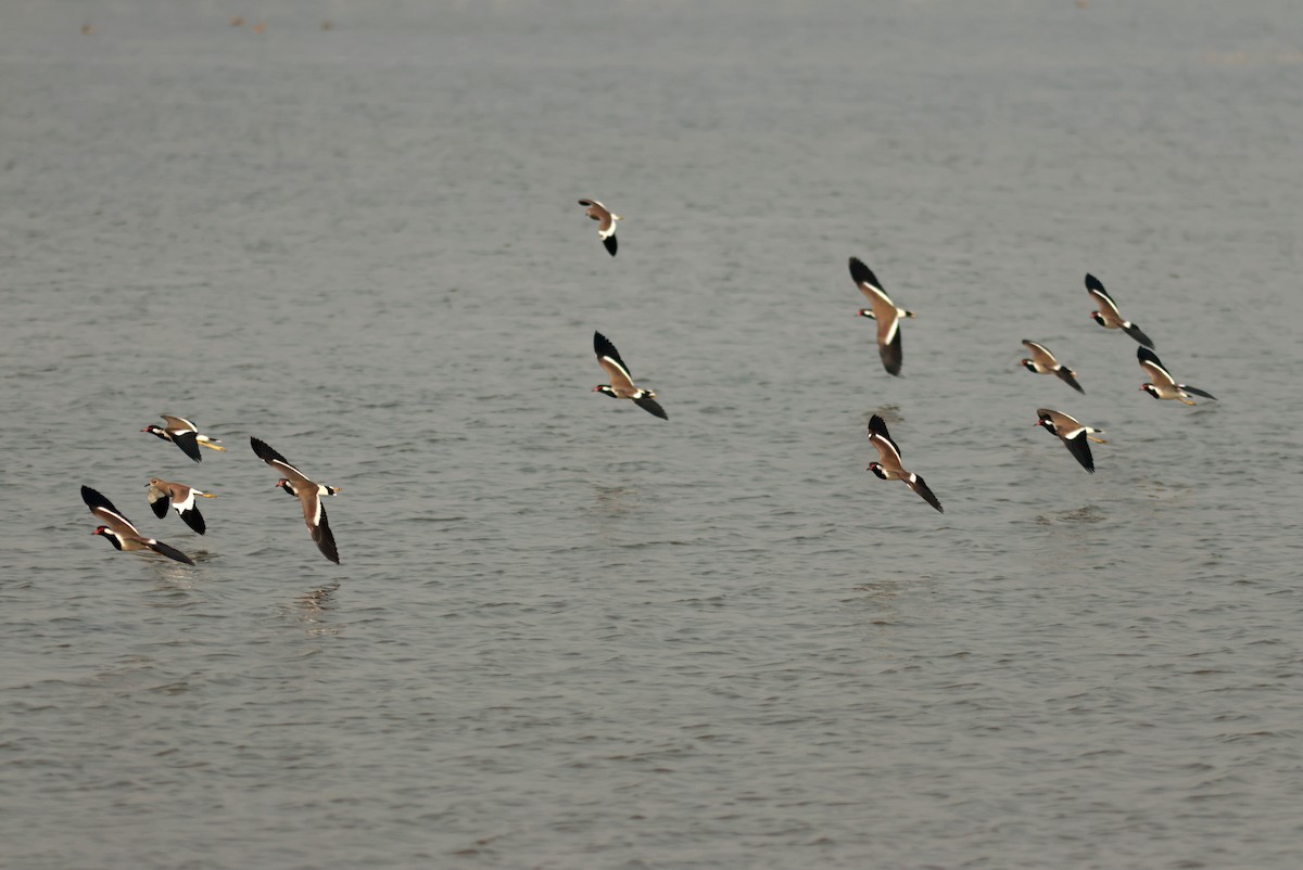 Red-wattled Lapwing - ML613116245