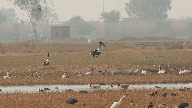 svarthalsstork - ML613116265