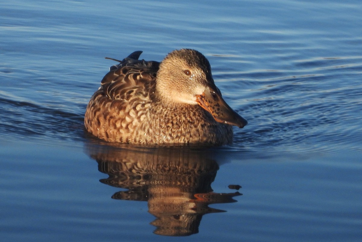 Northern Shoveler - ML613116310