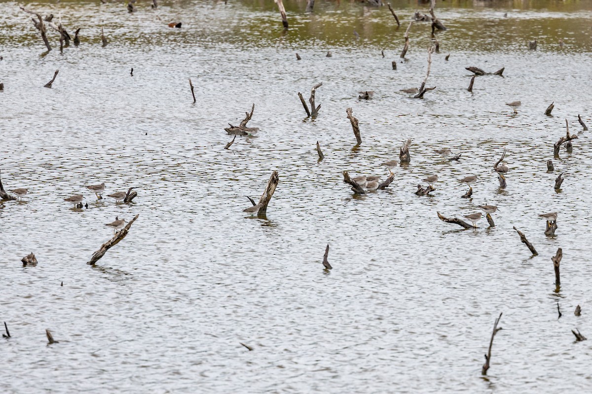 Gray-tailed Tattler - Nathan Bartlett