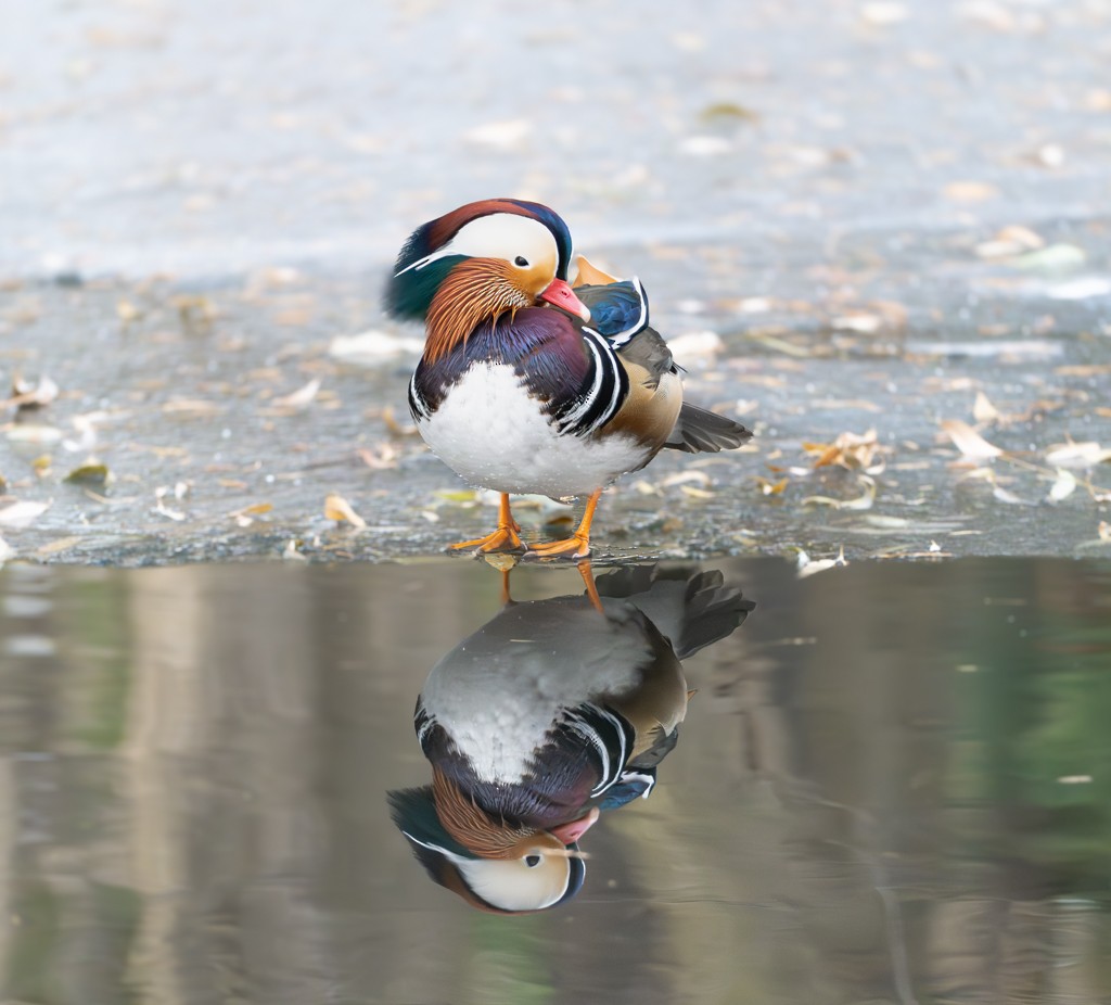 Mandarin Duck - ML613116381
