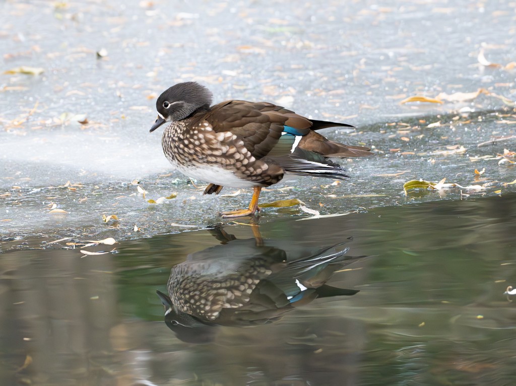 Mandarin Duck - ML613116382