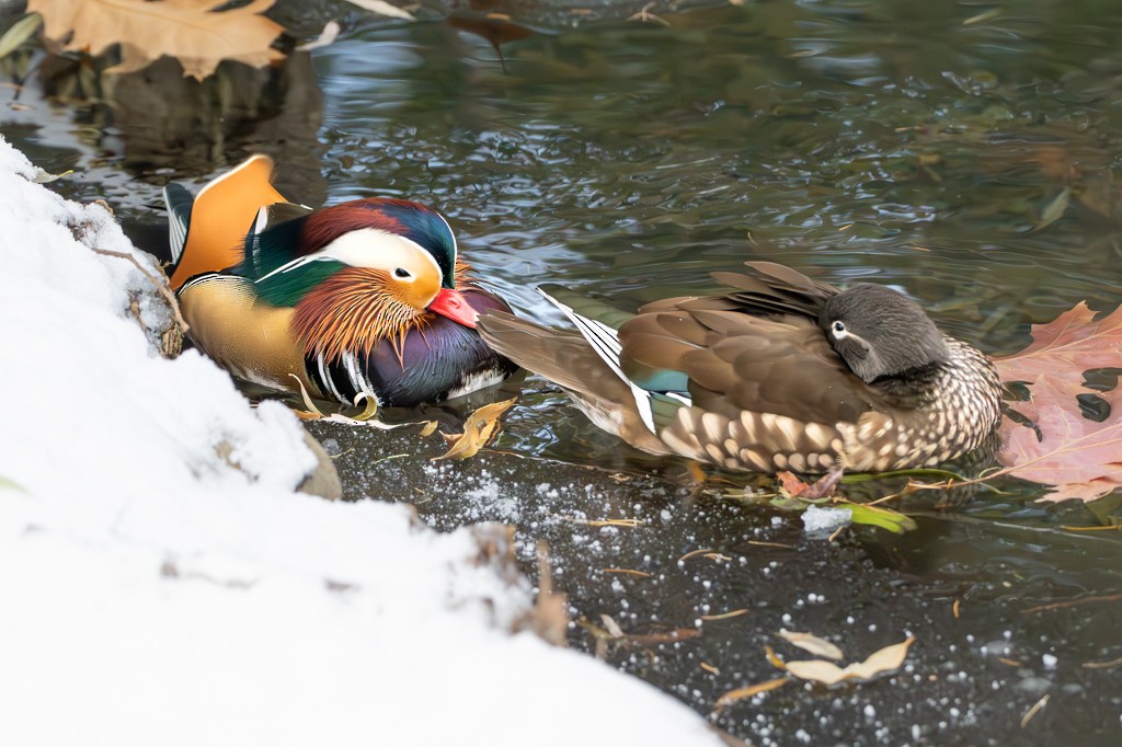Mandarin Duck - ML613116384