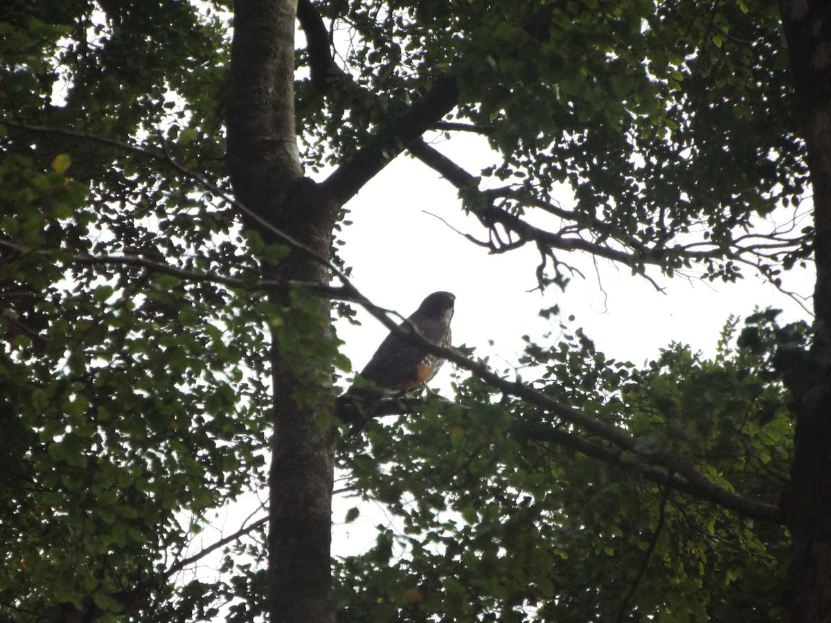 New Zealand Falcon - ML613116394