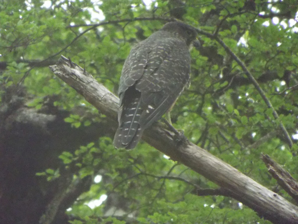 New Zealand Falcon - ML613116395