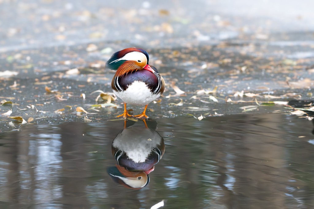 Mandarin Duck - ML613116419