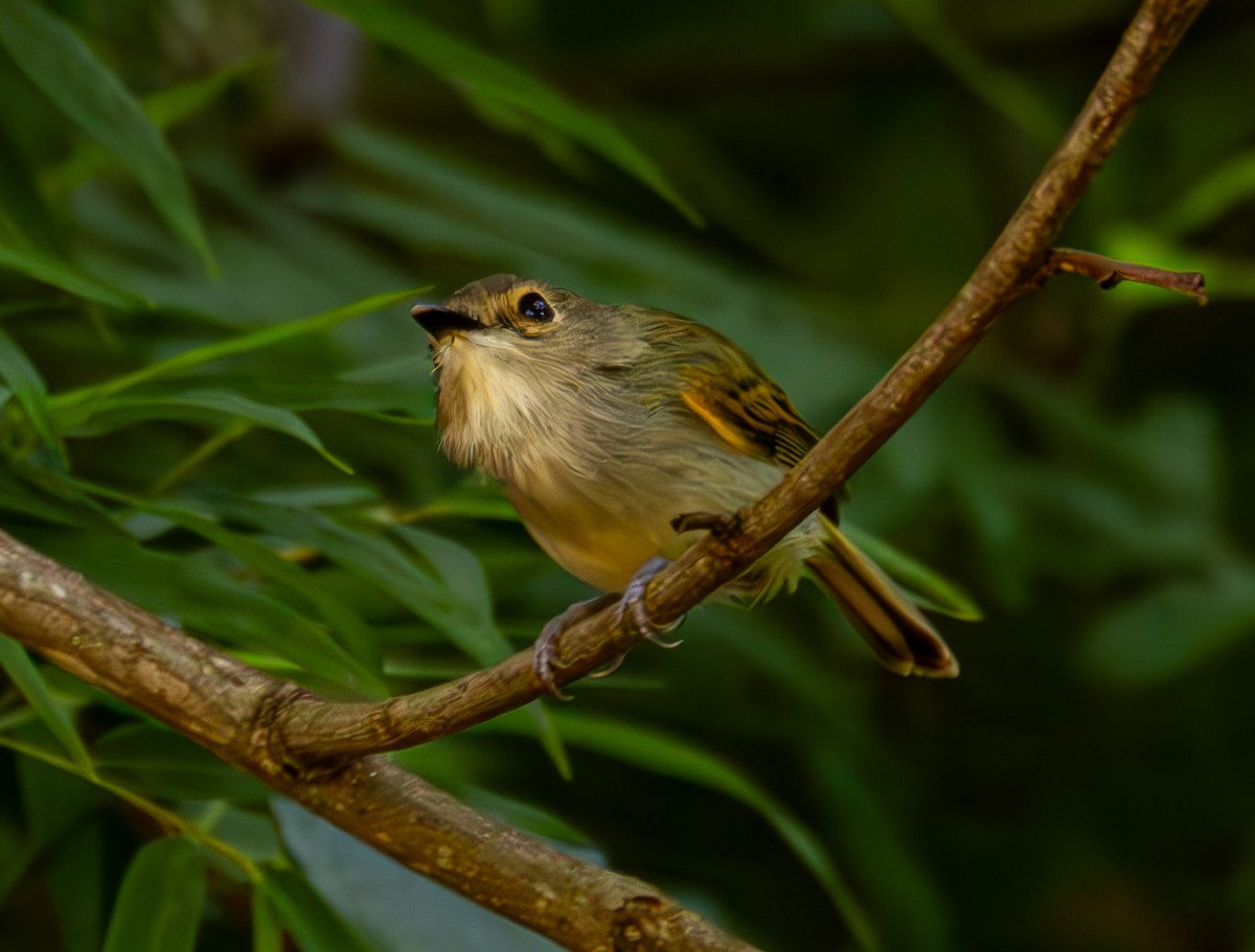 Rusty-fronted Tody-Flycatcher - ML613116434