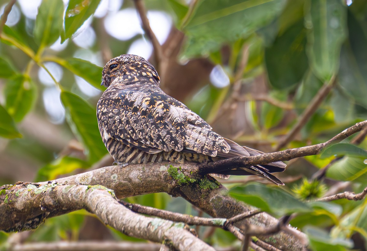 Common Nighthawk - ML613116574