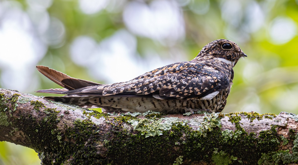 Common Nighthawk - ML613116575