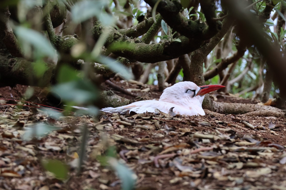Red-tailed Tropicbird - Ethan Dean