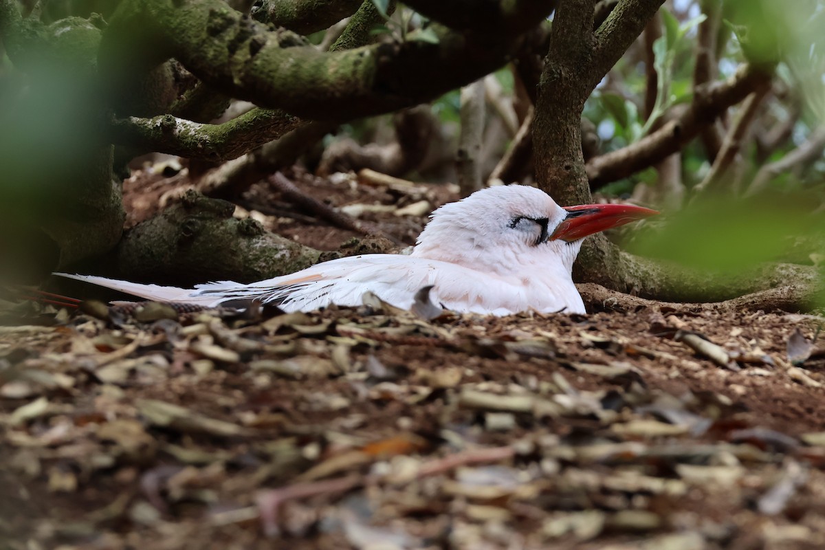 Red-tailed Tropicbird - Ethan Dean