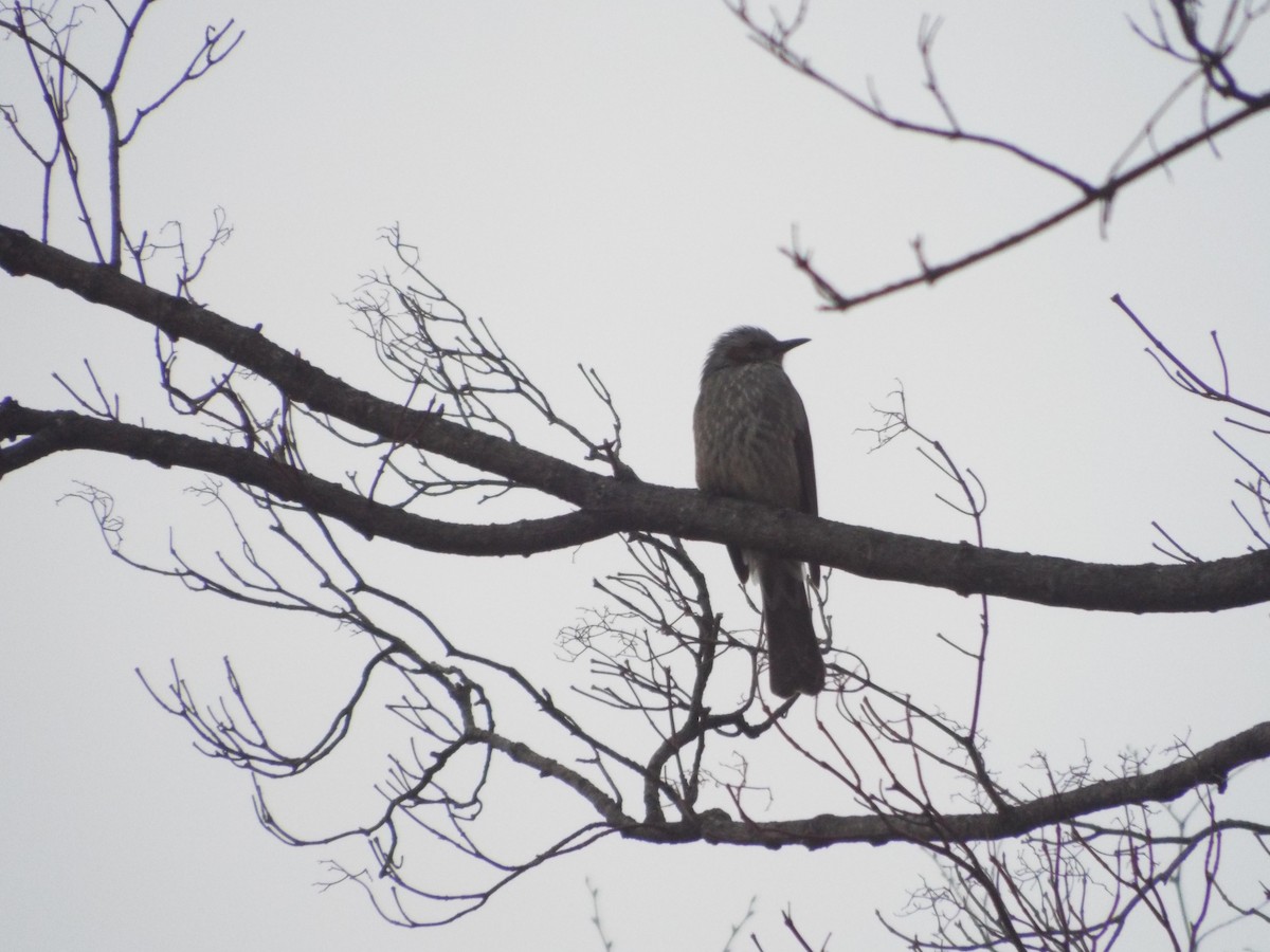 Brown-eared Bulbul - Chen Faibis