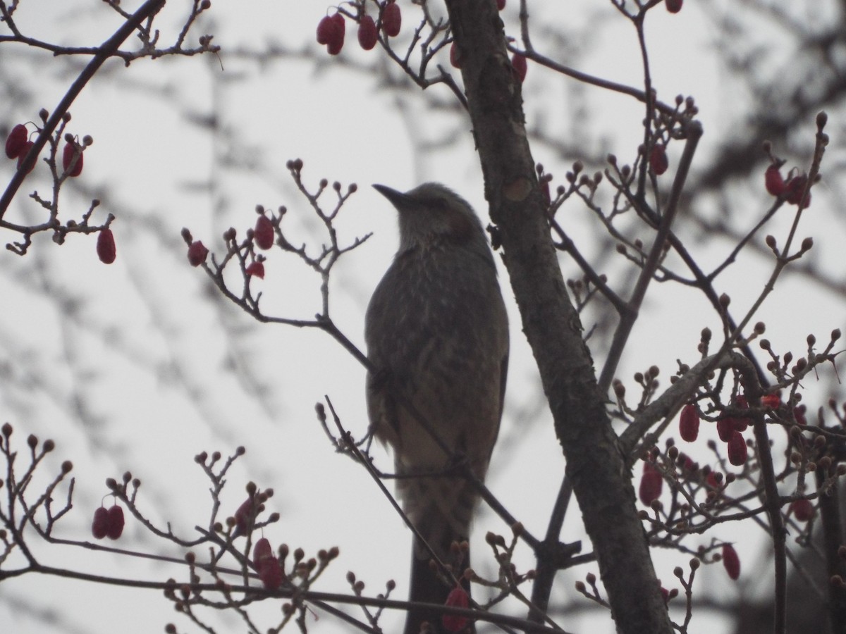 Brown-eared Bulbul - Chen Faibis