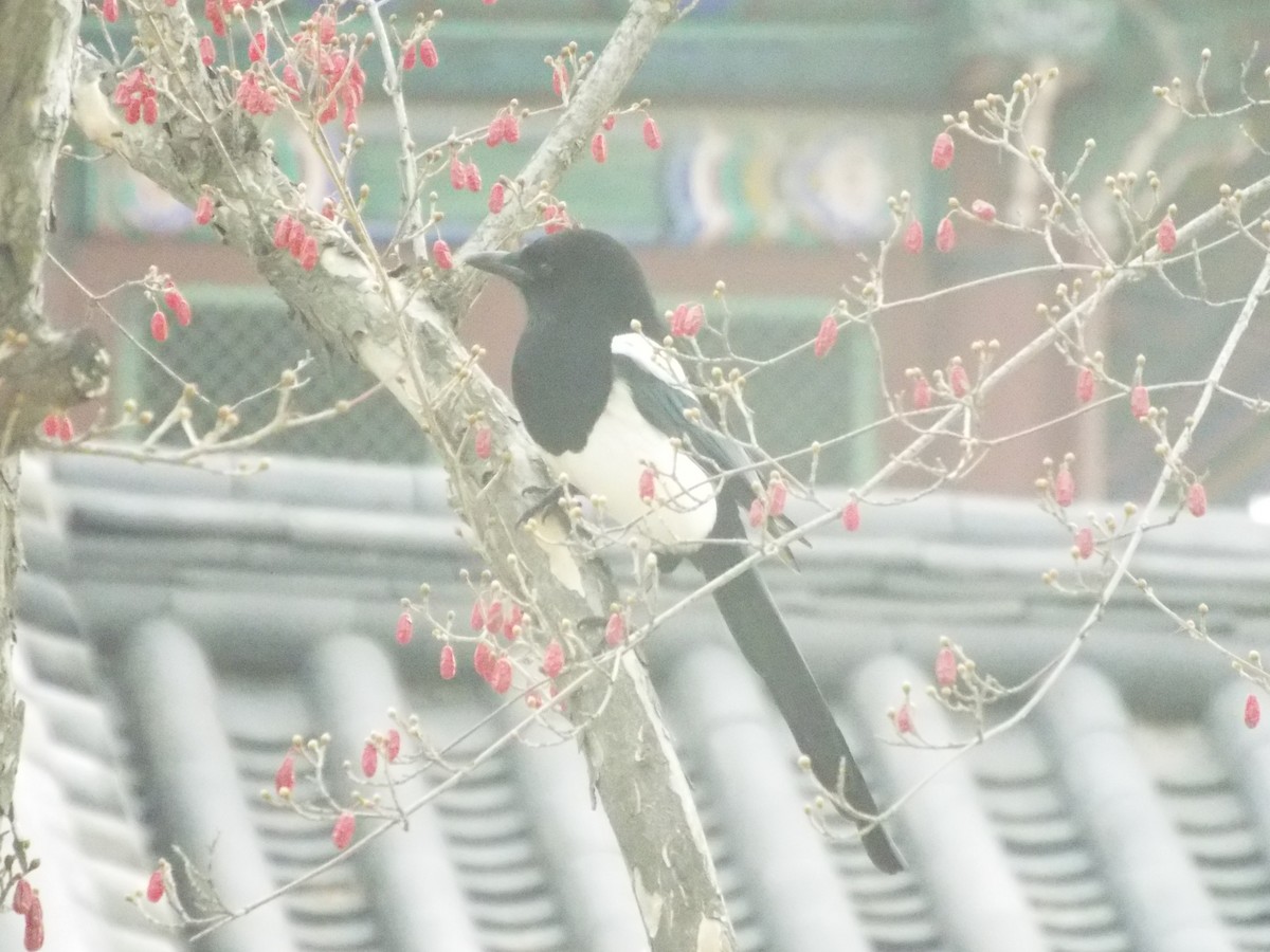 Oriental Magpie - Chen Faibis