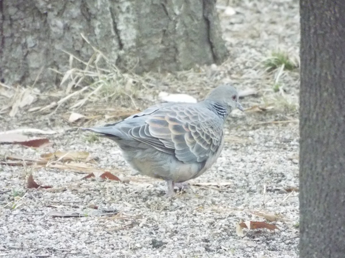 Oriental Turtle-Dove - ML613116642