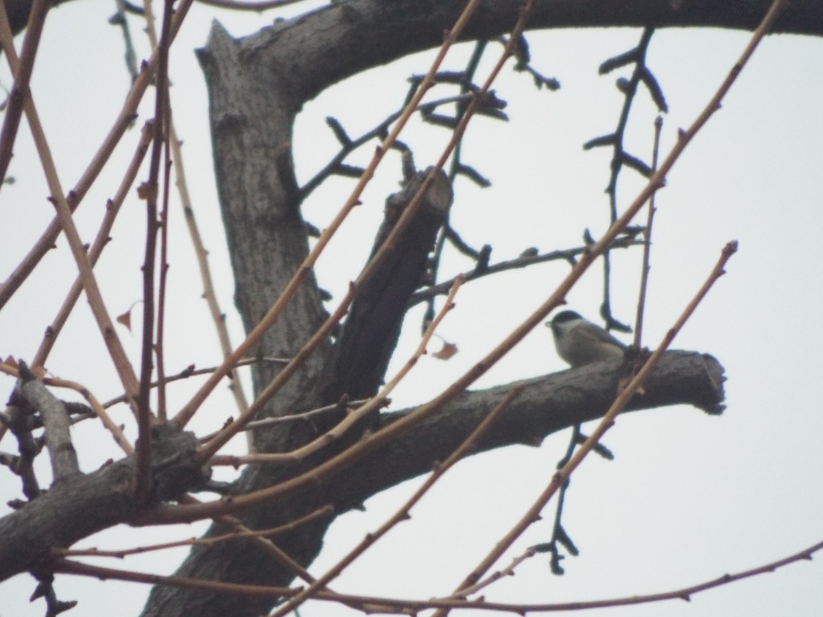 Marsh Tit - Chen Faibis