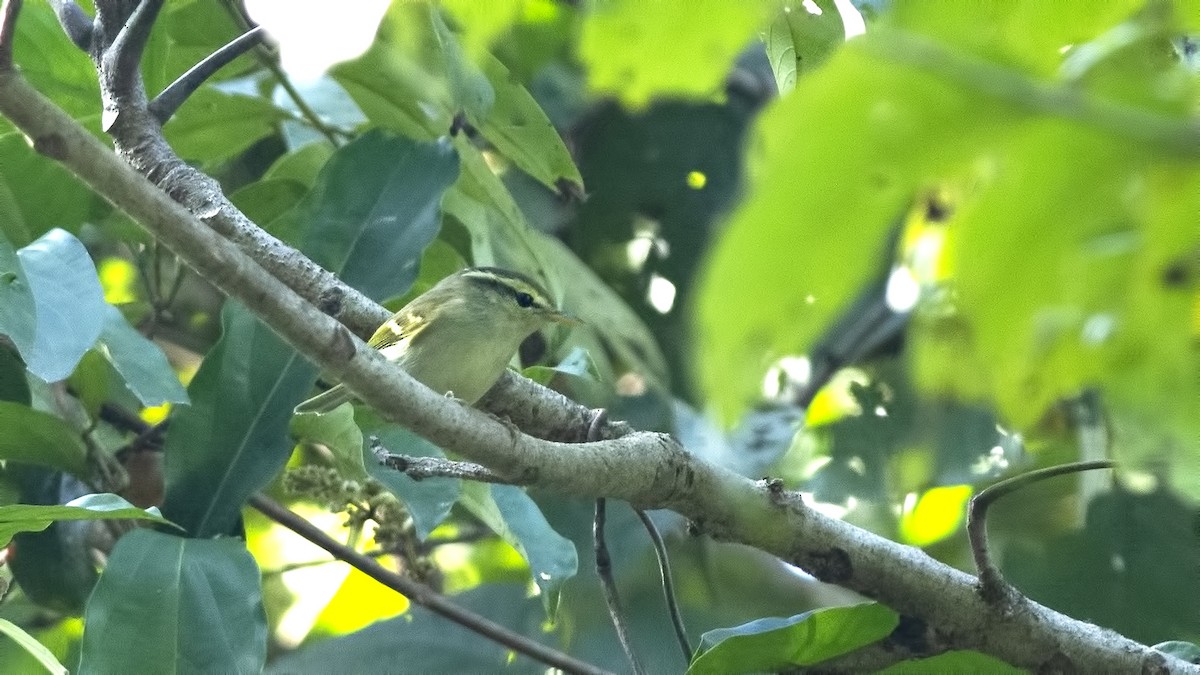 Blyth's Leaf Warbler - ML613116649