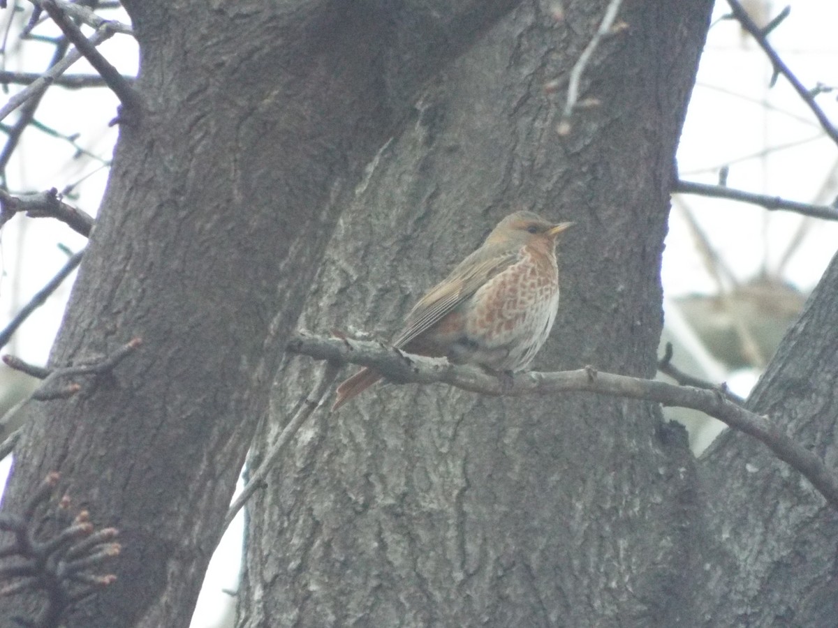 Naumann's Thrush - ML613116653