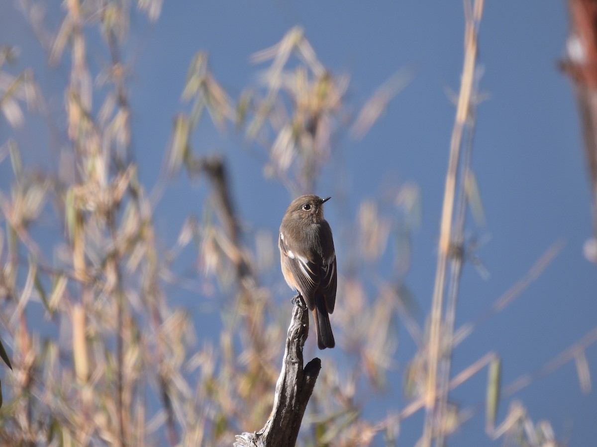 White-throated Redstart - Shirish Maharjan
