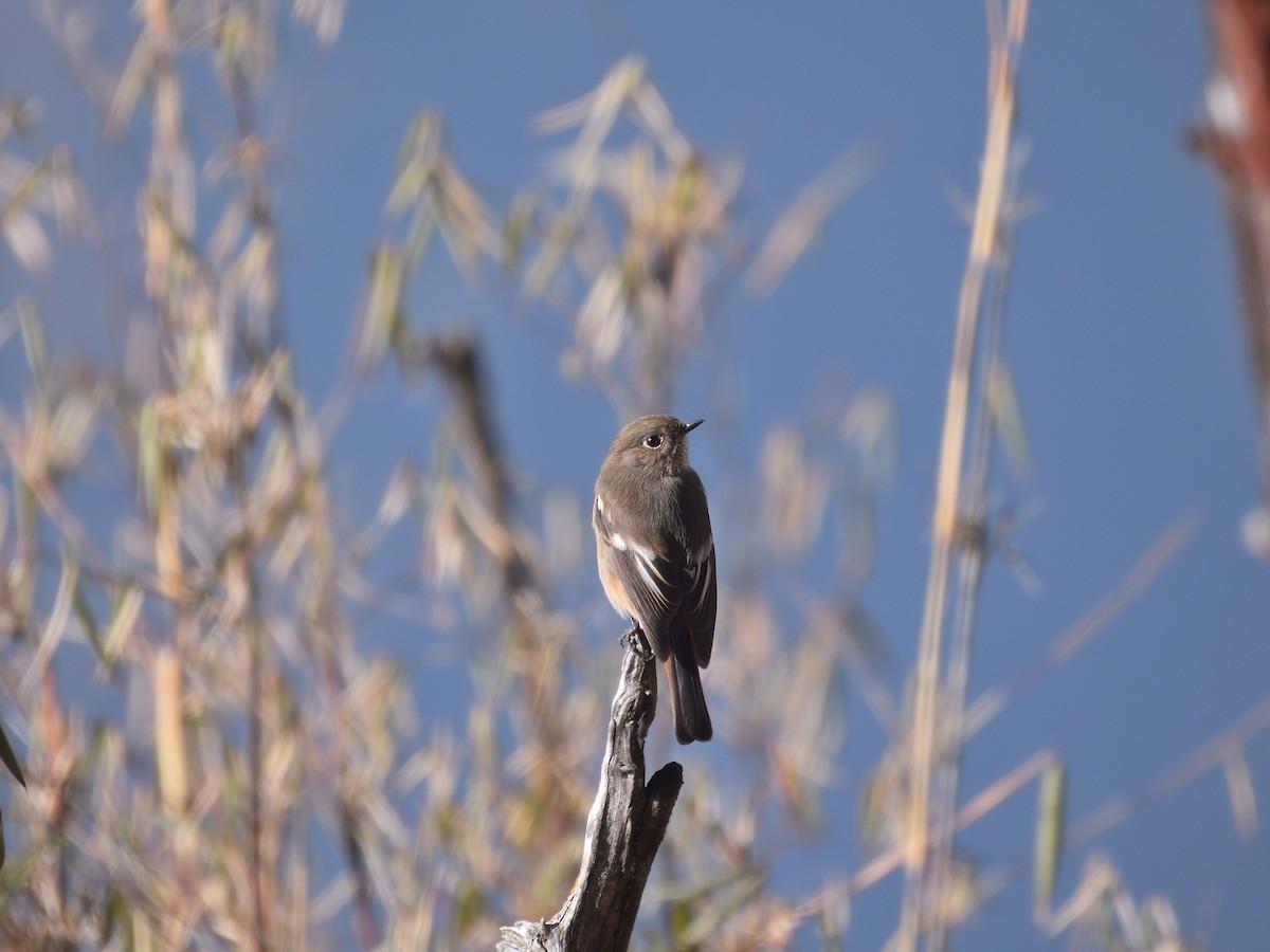 White-throated Redstart - ML613116656